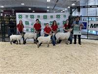 Canadian Arcott Sheep